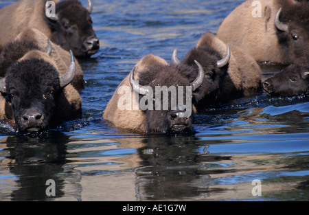 Bison bison bison buffalo piccolo gruppo di Bison nuotare in un fiume con un riflesso nell'acqua in prima serata la luce Foto Stock