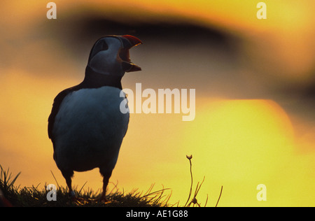 Atlantic puffin (Fratercula arctica), silhouette al tramonto, Regno Unito, Scozia, lunga Foto Stock