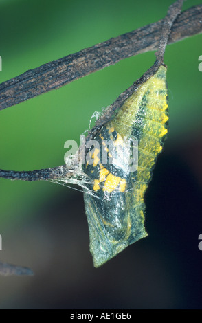 Coda forcuta (Papilio machaon), a Bozzolo Foto Stock
