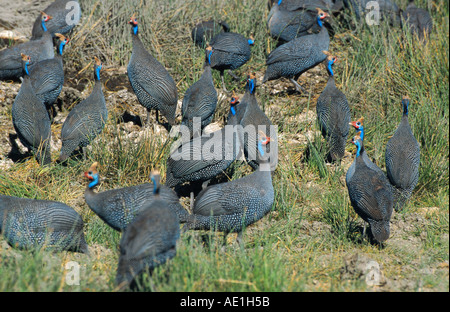 Helmeted faraone (Numida meleagris), gruppo, Tanzania Serengeti Foto Stock