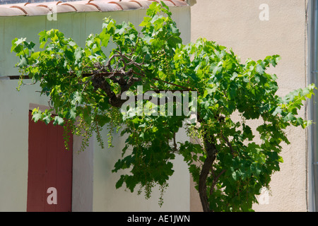 Uva su un vitigno nel Languedoc Roussillon regione del sud della Francia, cresciuto a lato di una casa. Foto Stock