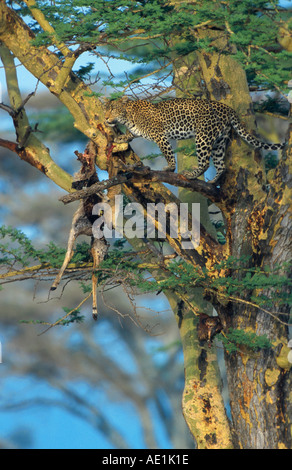 Leopard (Panthera pardus), con catturato impala in acacia Foto Stock