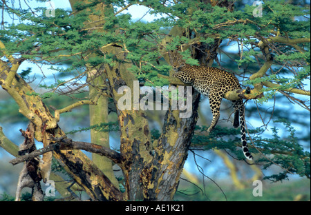 Leopard (Panthera pardus), con catturato impala in acacia Foto Stock