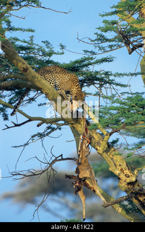 Leopard (Panthera pardus), con catturato impala in acacia Foto Stock