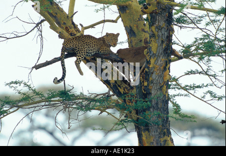 Leopard (Panthera pardus), con catturato impala in acacia Foto Stock