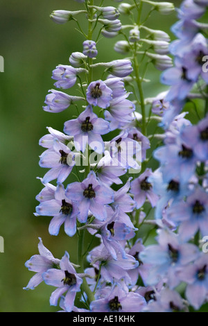 Azzurro Rittersporn - Delphinium - Consolida ajacis Foto Stock