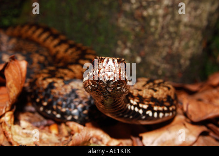 Close-up di un sommatore femminile nel nord montagne dinariche (Slovenia - Croazia) Foto Stock