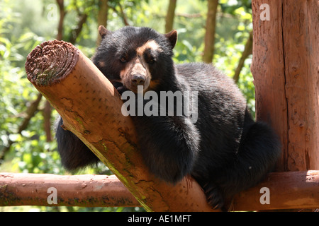 Orso dagli occhiali Foto Stock
