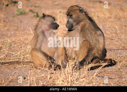 Maschio e femmina Chacma babbuini seduti insieme in Chobe National Park Botswana Sud Africa Foto Stock