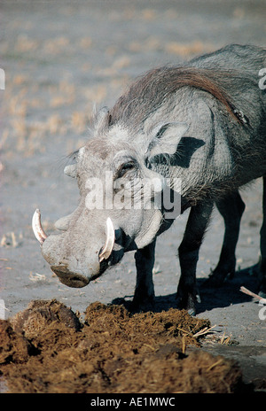 Close up di maschio Warthog radicarsi tra elephant pollina Chobe National Park Botswana Sud Africa Foto Stock