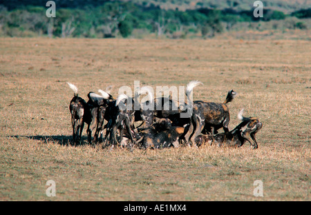 African cani selvatici salutarci prima di una battuta di caccia Riserva Nazionale di Masai Mara Kenya Africa orientale Foto Stock