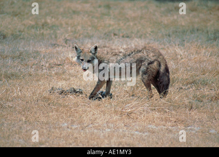 Golden Jackal nella Riserva Nazionale di Masai Mara Kenya Africa orientale lo sciacallo è la alimentazione su una carcassa Foto Stock