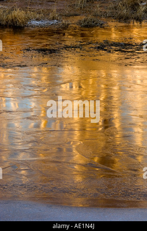 Di betulle si riflette in fresco di ghiaccio su beaver pond, maggiore Sudbury, Ontario, Canada Foto Stock