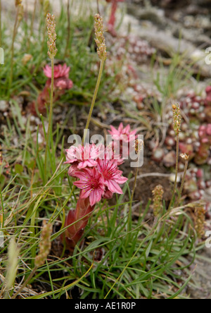 Sempervivum sp comunemente noto come houseleeks o liveforever fiori in un prato alpino Foto Stock