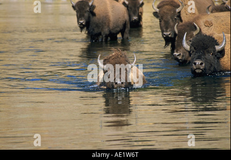 Bison bison bison buffalo piccolo gruppo di Bison nuotare in un fiume con un riflesso nell'acqua in prima serata la luce Foto Stock