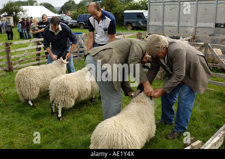 Pecore a giudicare, Danby mostrano, North York Moors, North Yorkshire, Inghilterra Foto Stock