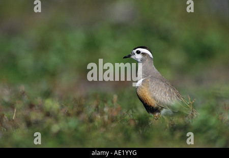 Piviere Tortolino Charadrius morinellus Gednjehogda femmina Norvegia Giugno 2001 Foto Stock