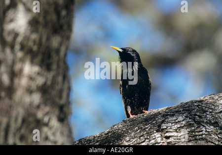 Unione Starling Sturnus vulgaris adulto cantando New Braunfels Texas USA Aprile 2001 Foto Stock