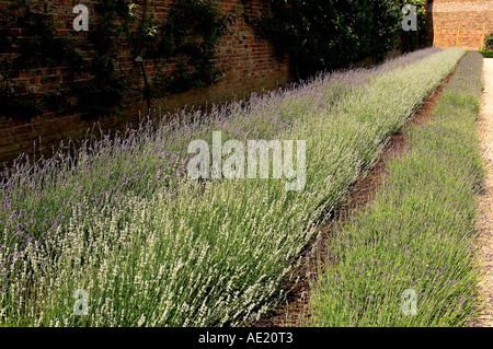 File di piante di lavanda che crescono in un giardino di confine fiorito in estate Inghilterra Regno Unito Regno Unito GB Gran Bretagna Foto Stock