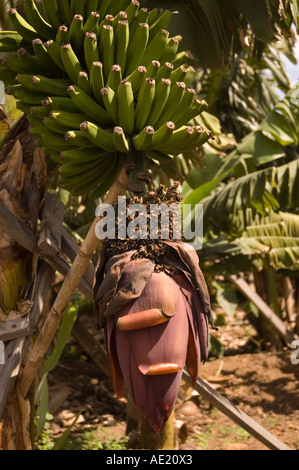 Primo piano di banane che crescono sull'albero di Banana Madera Portogallo Europa dell'UE Foto Stock