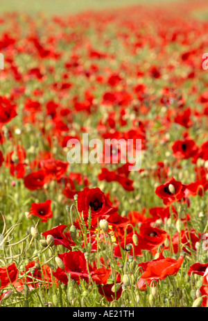 Papaveri, Papaver rhoeas Foto Stock