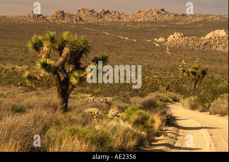 California Parco nazionale di Joshua Tree Joshua Tree Yucca brevifolia lungo il lato della geologia Tour Road Foto Stock