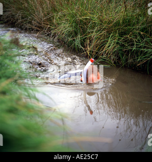 Il mondo Bog Snorkelling campionati è tenuto annualmente in una metà del Galles torbiera in Waen Rhydd, Llanwrtyd Wells, Powys, Wales, Regno Unito KATHY DEWITT Foto Stock