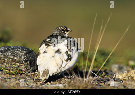 Pernice bianca Lagopus mutus a molla maschio piumaggio Gednjehogda Norvegia Giugno 2001 Foto Stock