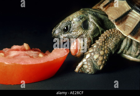 Tartaruga greca è mangiare un pezzo di pomodoro rosso tartaruga aprire bocca aperta linguetta a scatto red snapper mangiare frutta scuro nero Foto Stock