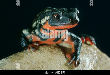 Newt seduto su una pietra ritratto salamandra pezzata salamandra Paramesotriton Cynops orientalis Foto Stock