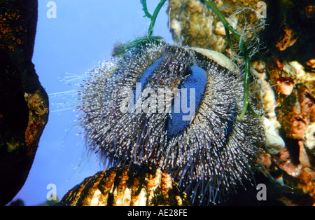 Il diamante blu brillante ricci di mare laterna socrates acqua animale marino marinare seaurchin urchin coccolone subacquea in remoto Foto Stock