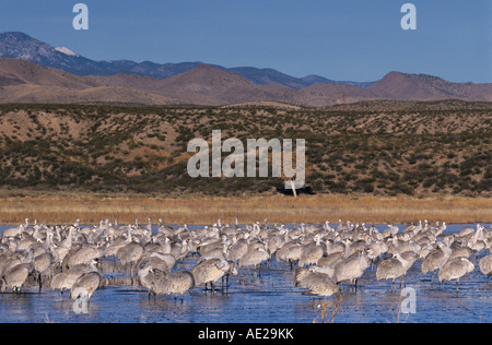 Sandhill gru Grus canadensis gruppo A sono ' appollaiati luogo Bosque del Apache National Wildlife Refuge Nuovo Messico USA Foto Stock