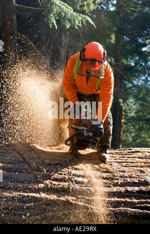 Un sentiero equipaggio lavora per cancellare la West Coast Trail, BC Canada Foto Stock