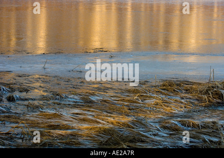 Di betulle si riflette in fresco di ghiaccio su beaver pond, maggiore Sudbury, Ontario, Canada Foto Stock