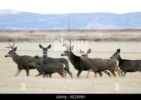 Due maschio mulo cervo con corna lungo con diverse donne Mule Deer in un campo uno ha rotto un corna Foto Stock