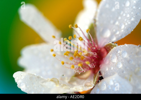 Mandorlo fiori con gocce Foto Stock