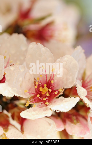 Mandorlo fiori con gocce Foto Stock