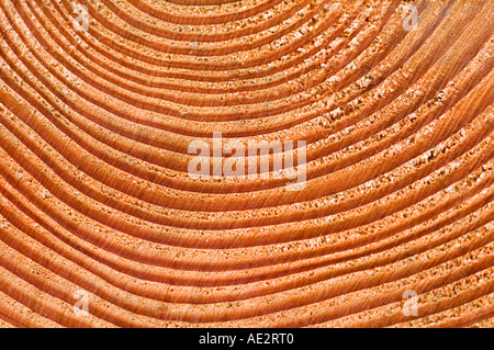 La crescita annuale gli anelli sul tronco di albero l'immagine è di una sezione di una sedia da giardino Foto Stock