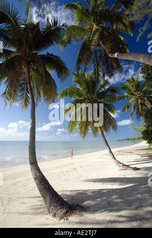 Alberi di palma su una spiaggia deserta in Yasawa Islands delle isole Figi nel Pacifico del Sud Foto Stock