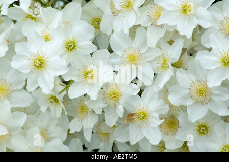 La clematide cartmanii valanga bianco puro a fioritura primaverile clematis Foto Stock