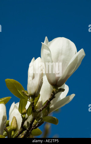 X Magnolia soulangeana Alba Superba bianco fiori isolati contro il cielo blu spazio per testo e copia Foto Stock