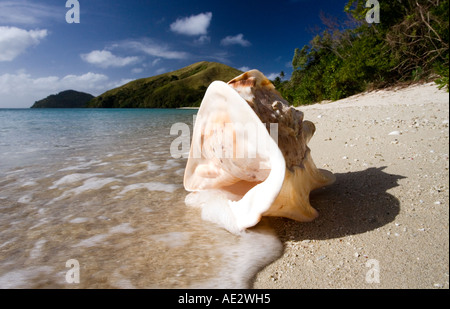 Conchiglia si è incagliata su un isola deserta in Yasawa Islands off Figi nel Pacifico del Sud Foto Stock