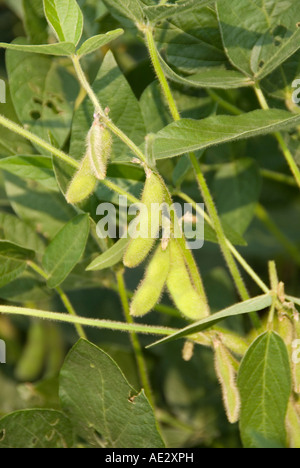Minnesota agricoltura del mais e della soia sono le due principali colture del sud di Minnesota Closeup di fagioli di soia Foto Stock