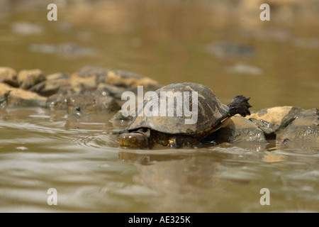 European pond terrapin saltando in acqua sulla isola di Pag in Dalmazia, Croazia Foto Stock