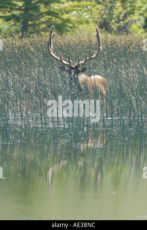 Bull Elk in canne Foto Stock