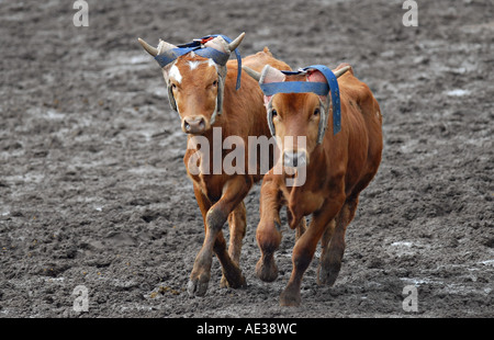 Rodeo Manzi Foto Stock