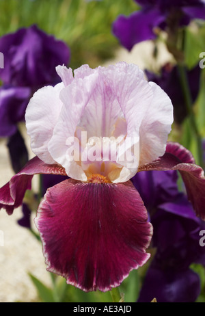 Iris barbuto Monets Giardino Giverny Foto Stock