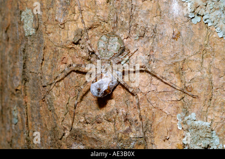 Due croci spider Hersilia occidentalis Hersiliidae femmina su un tronco di albero con un piccolo maggiolino preda Uganda Foto Stock