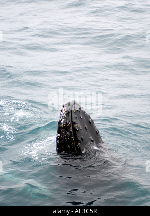 Humpback balene in Antartide Foto Stock