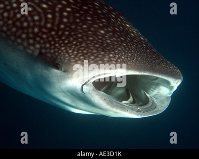 Squalo Balena alimentando in superficie Foto Stock